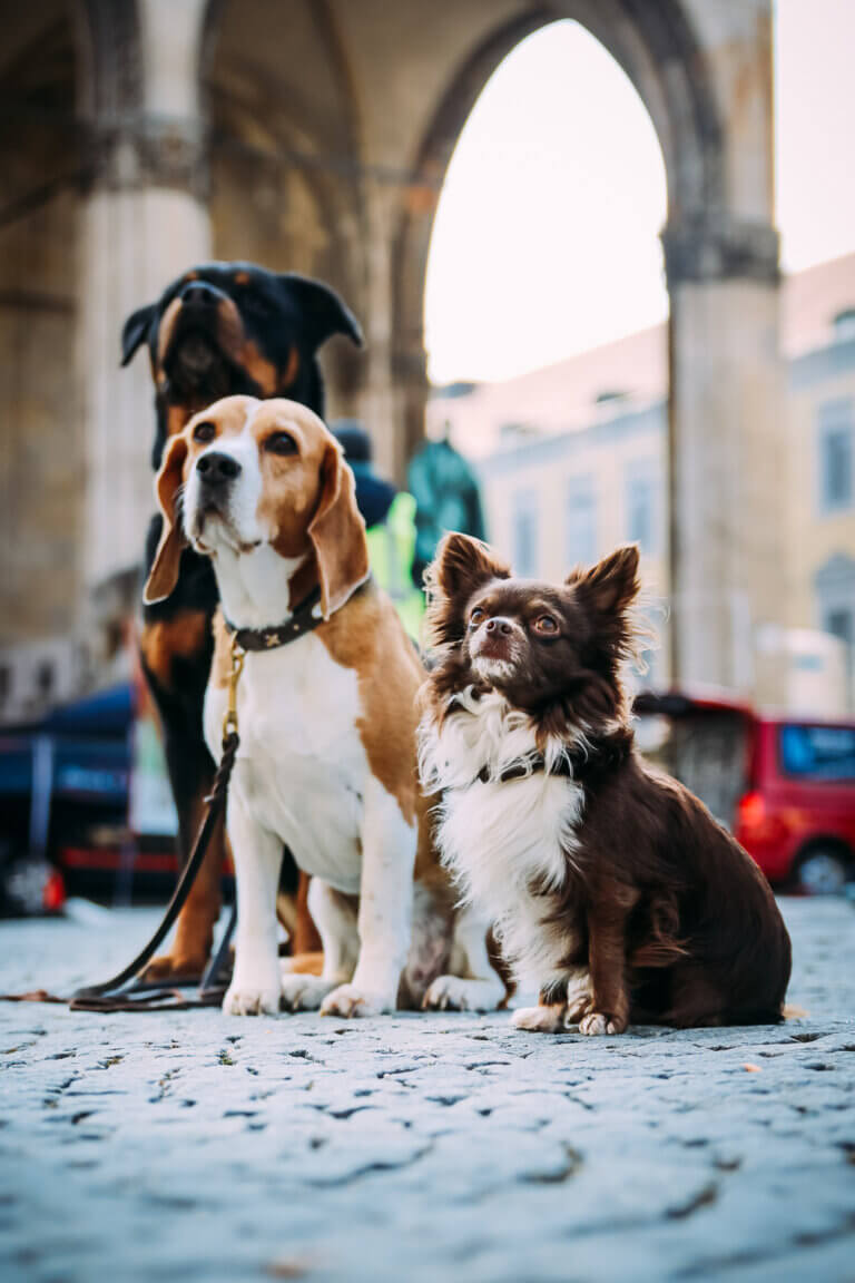 City Dogs Hundefotografie Sensiebelfotografie Costa Blanca Allgäu