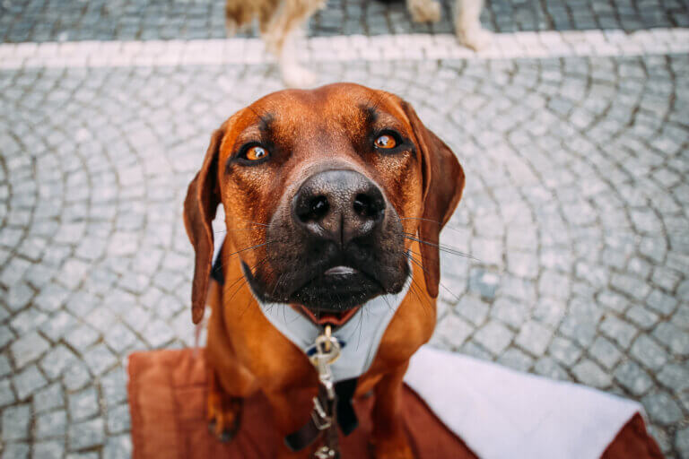 City Dogs Hundefotografie Sensiebelfotografie Costa Blanca Allgäu