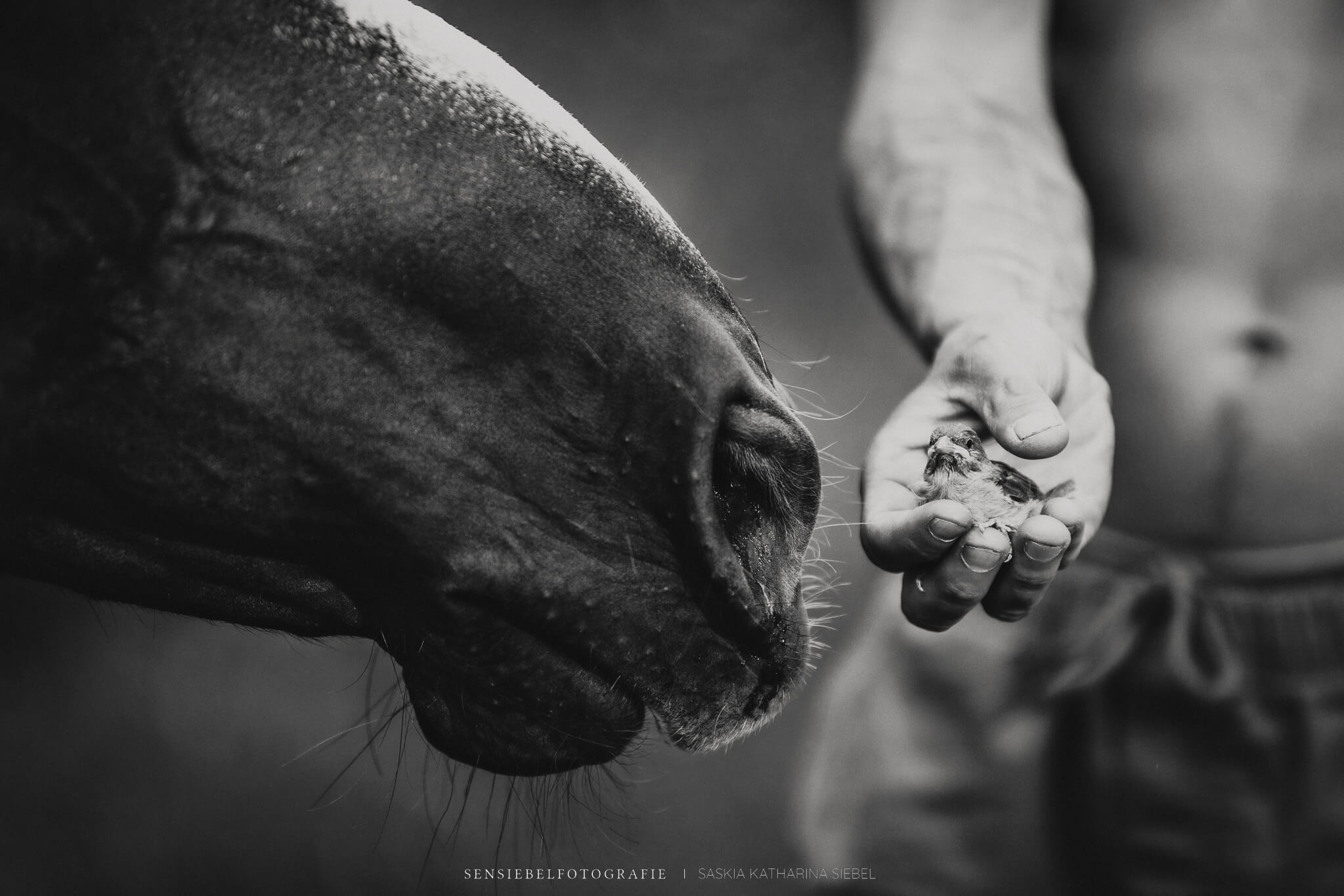 Pferdefotografie Sensiebelfotografie Costa Blanca Allgäu