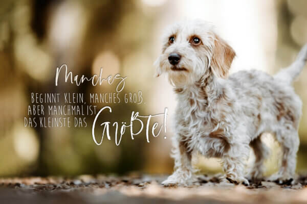 Deine eigene Postkarte Sensiebelfotografie Hundefotografie Tierfotografie
