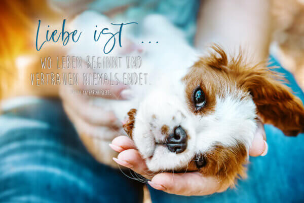 Deine eigene Postkarte Sensiebelfotografie Hundefotografie Tierfotografie