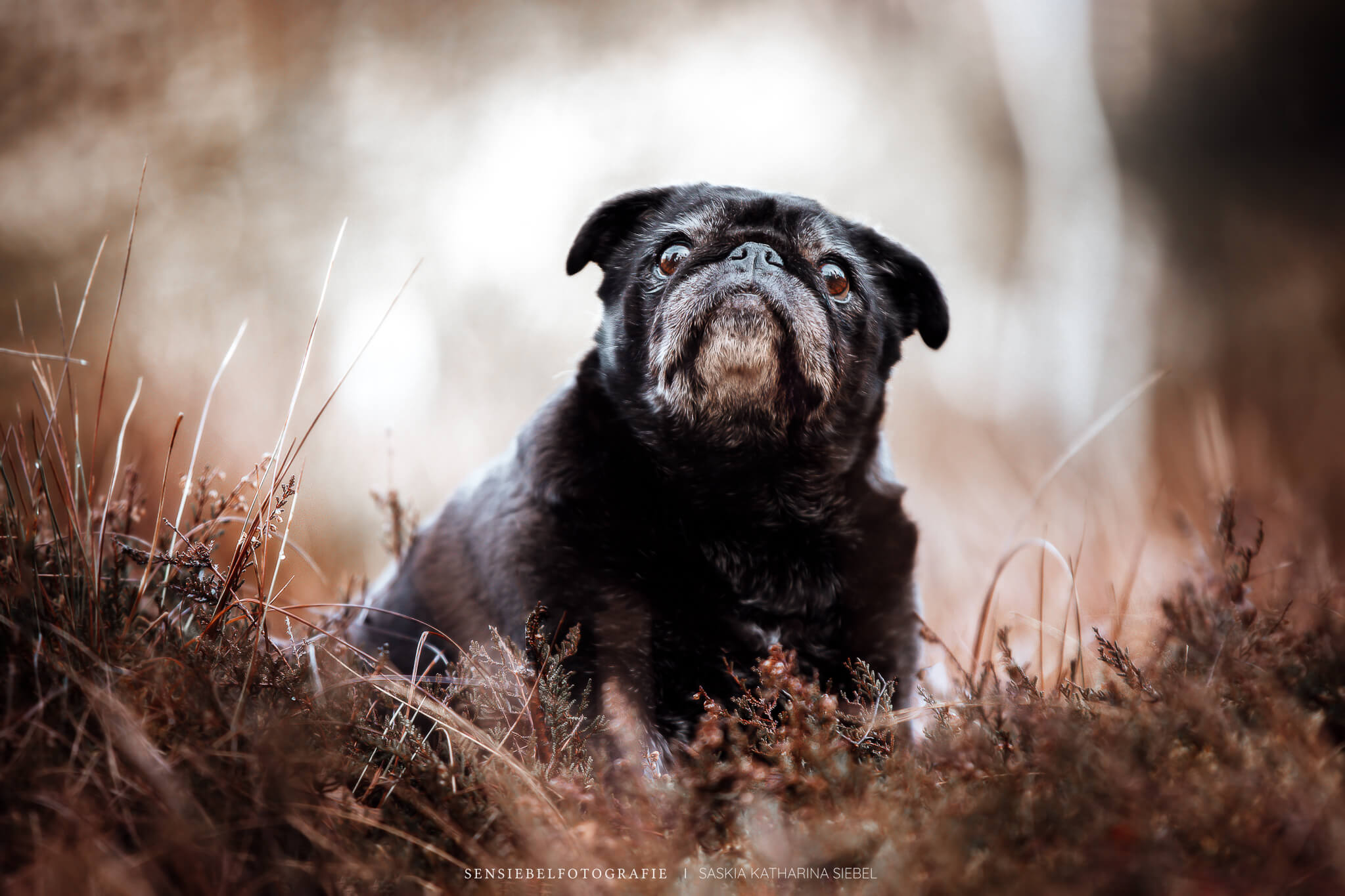 Regenbogenshooting Tierfotografie Sensiebelfotografie Hundefotografie