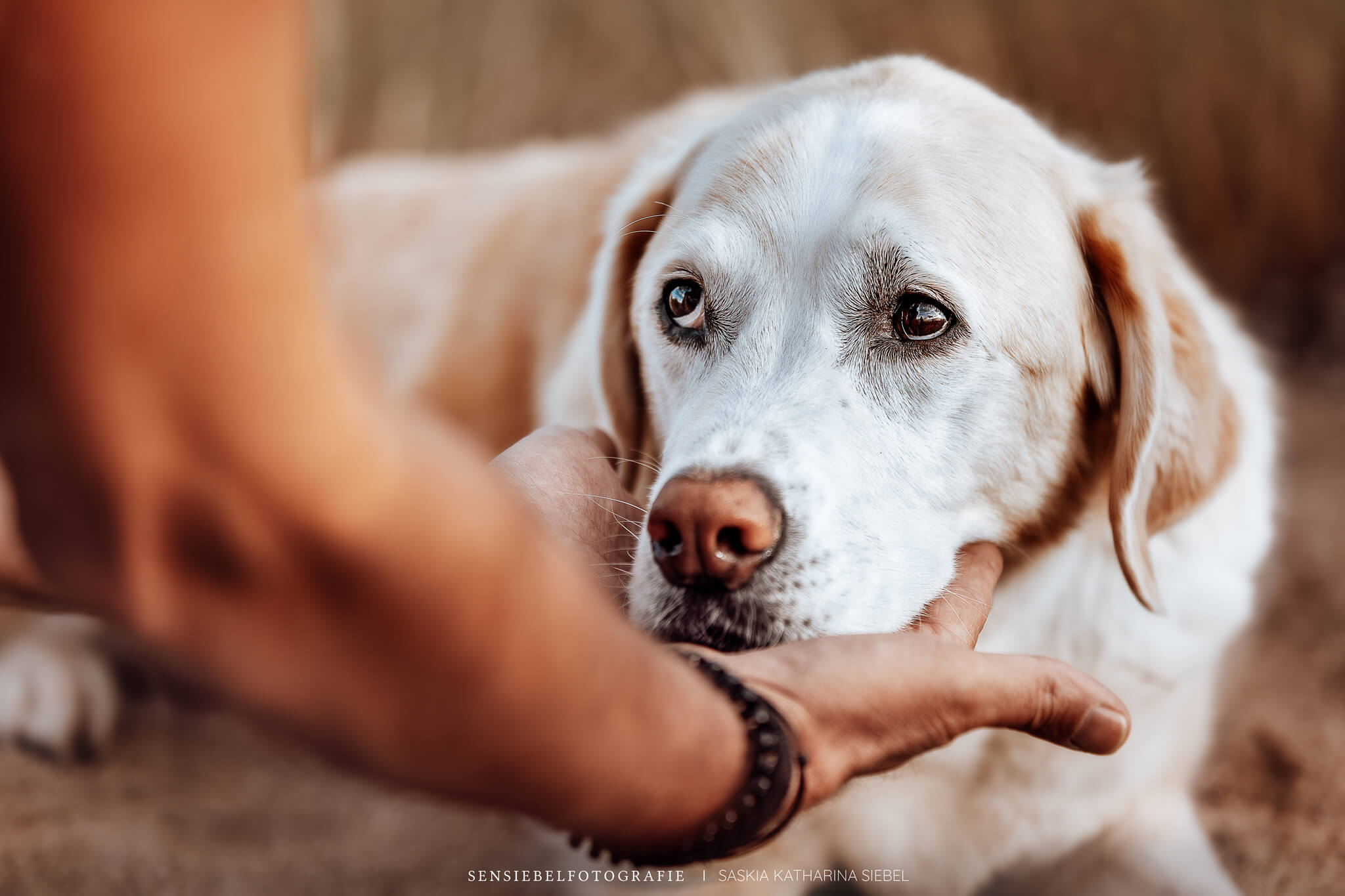 Hund Mensch Fotografie Tierfotografie